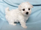 Bionek - Bichon Fris