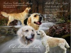 Zlat retriever (golden retrieve) - ttka s PP