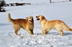 Zlat retriever (golden retrieve) - ttka s PP