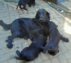 Flat coated retriever s PP