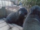 Flat coated retriever s PP