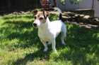 Jack russell na kryt 