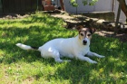 Jack russell na kryt 