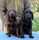 Flat Coated Retriever - ttka ern a hnd.