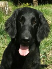 Flat Coated Retriever - ttka ern a hnd.