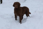 Chesapeake bay retriever s PP(jako labradorsk r.)