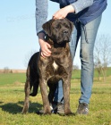 Cane corso - mlad fenka s PP