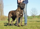 Cane corso - mlad fenka s PP