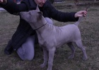 Thajsk Ridgeback