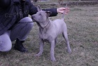 Thajský Ridgeback