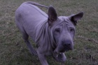 Thajský Ridgeback