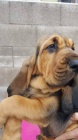 bloodhound 