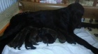 Flat Coated retriever - hnd a ern ttka.