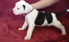 Americky buldog s PP/ American Bulldog