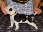 Americky buldog s PP/ American Bulldog