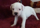 Americky buldog s PP/ American Bulldog