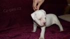 Americky buldog s PP/ American Bulldog