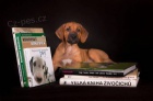 Rhodesian Ridgeback - fenka s PP na predaj