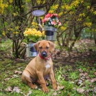 Rhodesian Ridgeback - fenka s PP na predaj