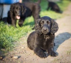 Flat coated retriever