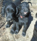 Flat coated retriever