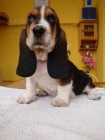 Basset hound, Basset, Baset