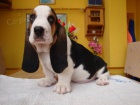 Basset hound, Basset, Baset