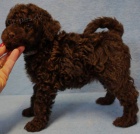 Lagotto Romagnolo