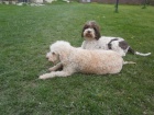 Lagotto romagnolo