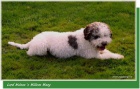 Lagotto romagnolo