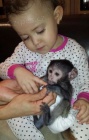Okovan Kapucnsk opice pro prodej 