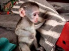 Okovan Kapucnsk opice pro prodej 