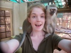 Sladk Kapucnsk  opice pro prodej 