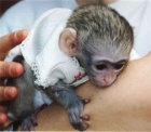 Sladk Kapucnsk  opice pro prodej 