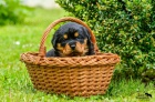 Rotvajler/Rottweiler tata