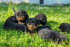 Rotvajler/Rottweiler tata