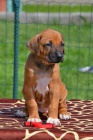 Rhodesian ridgeback tata s PP