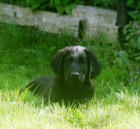 ttka flat coated retrievera