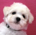 Bionek - Bichon Fris