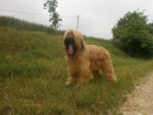 Briard - palv a ern tata