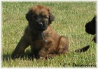 briard