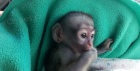 Nabdka Kapucnsk opice