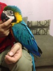 Prodm Ara Ararauna papouek  