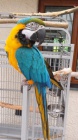 Nabdka Ara Ararauna papouek  