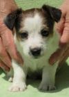 Jack Russell terrier s PP