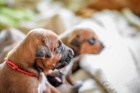 LIUWA RHODESIAN RIDGEBACKS - TTKA