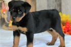 Rottweiler tata.