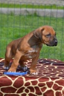 Rhodesian ridgeback tata s PP