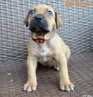 Boerboel tata s PP na prodej