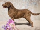 Chesapeake bay retriever